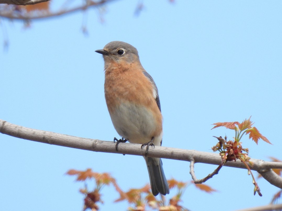 Eastern Bluebird - ML618463966