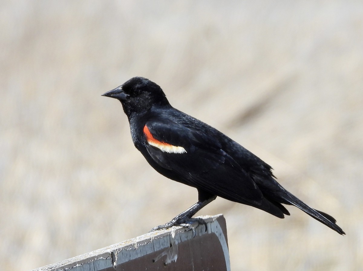 Red-winged Blackbird - Kyle Fisher