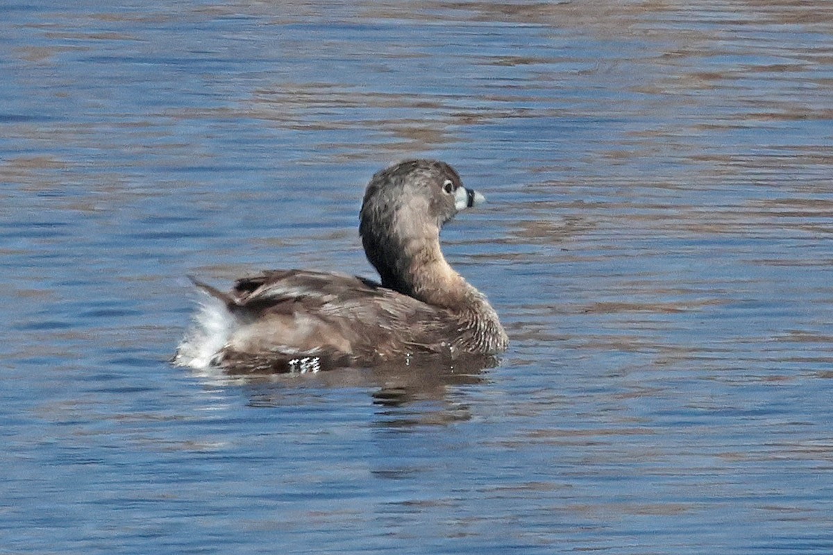 Pied-billed Grebe - ML618463971