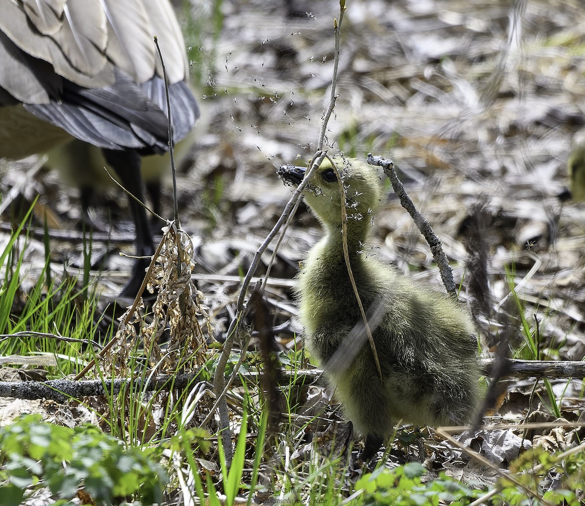 Canada Goose - Michel Guérin