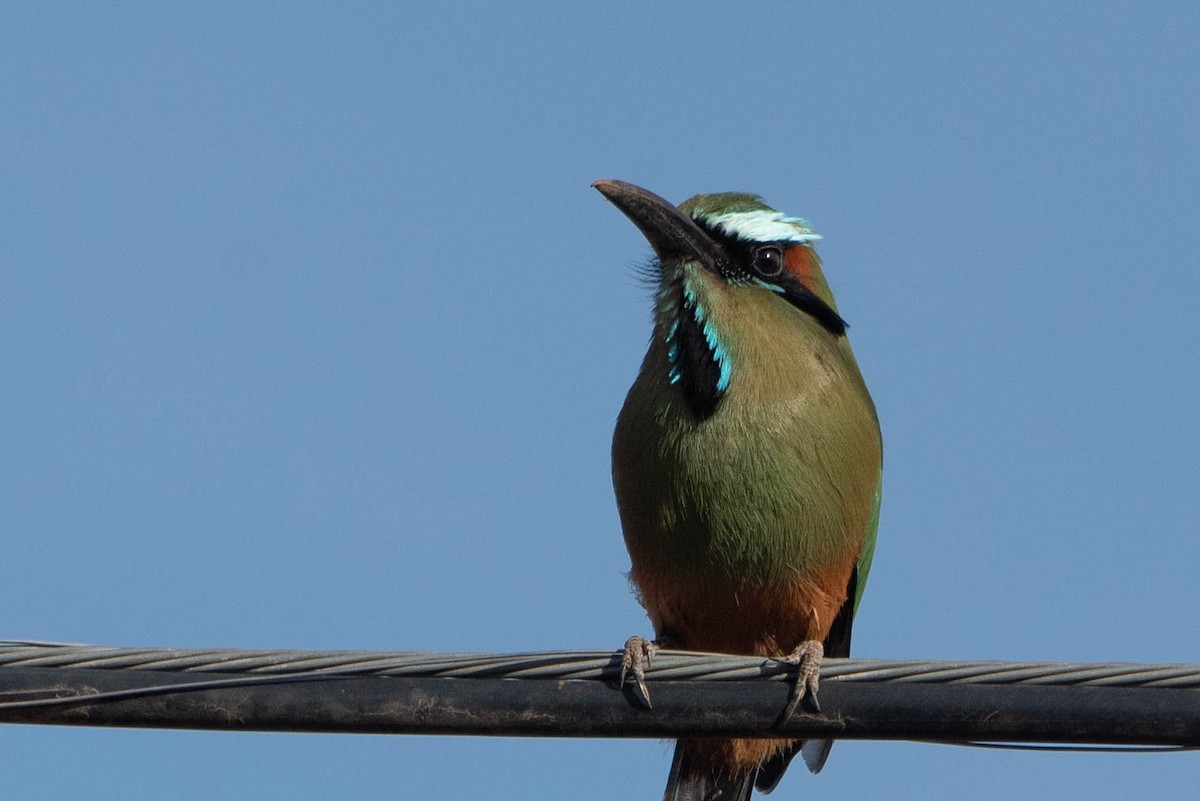 Turquoise-browed Motmot - ML618464021