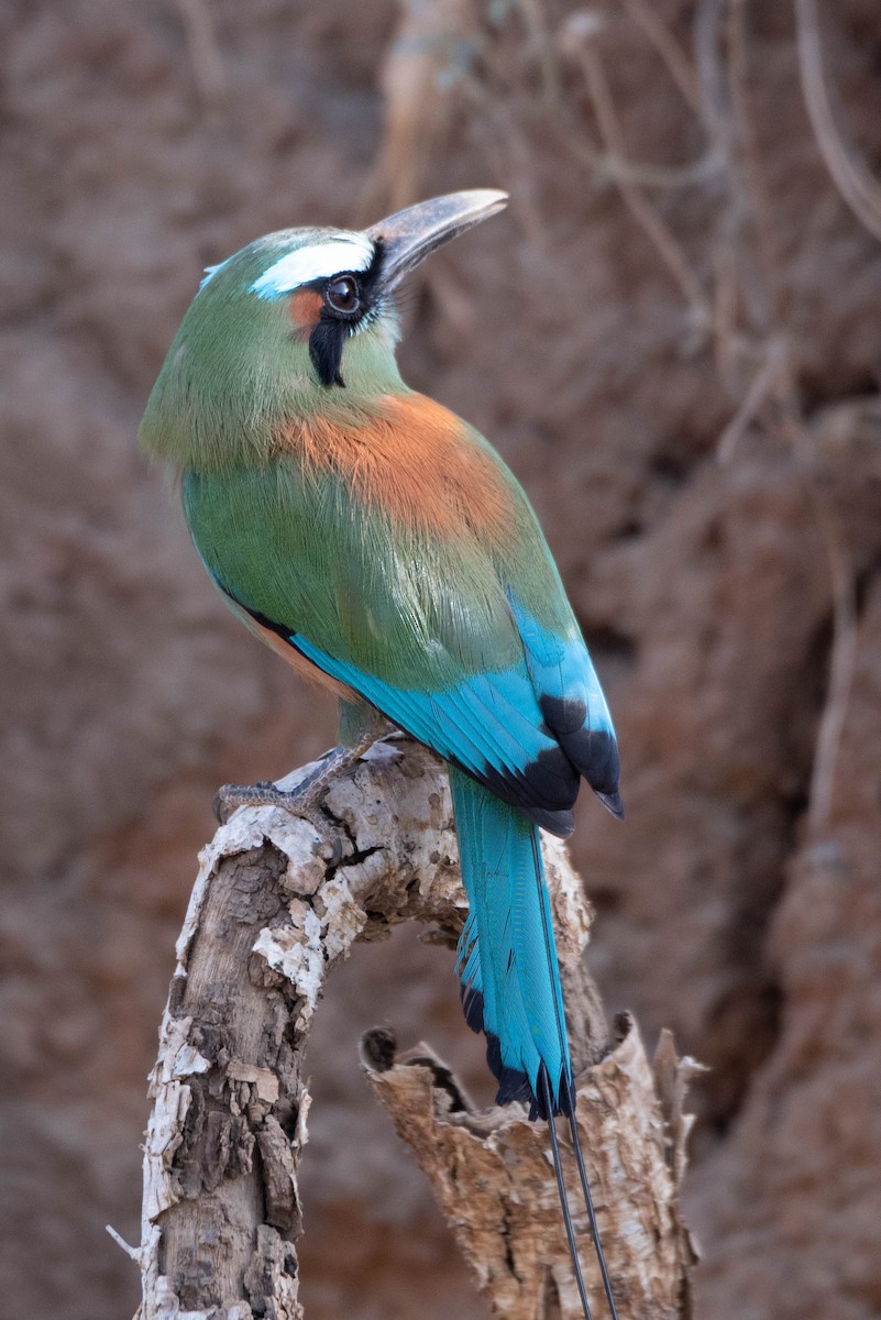 Turquoise-browed Motmot - ML618464022