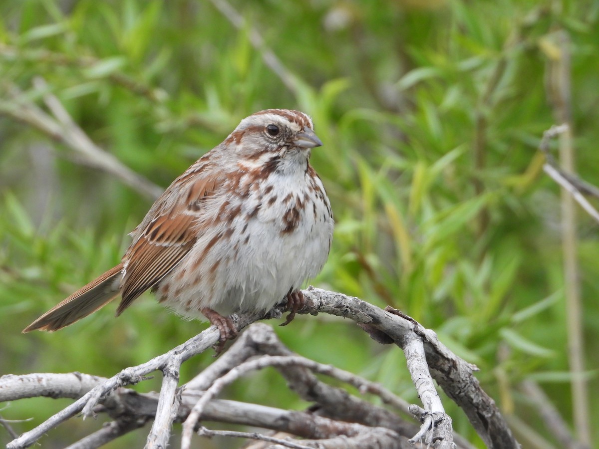 Song Sparrow - ML618464029