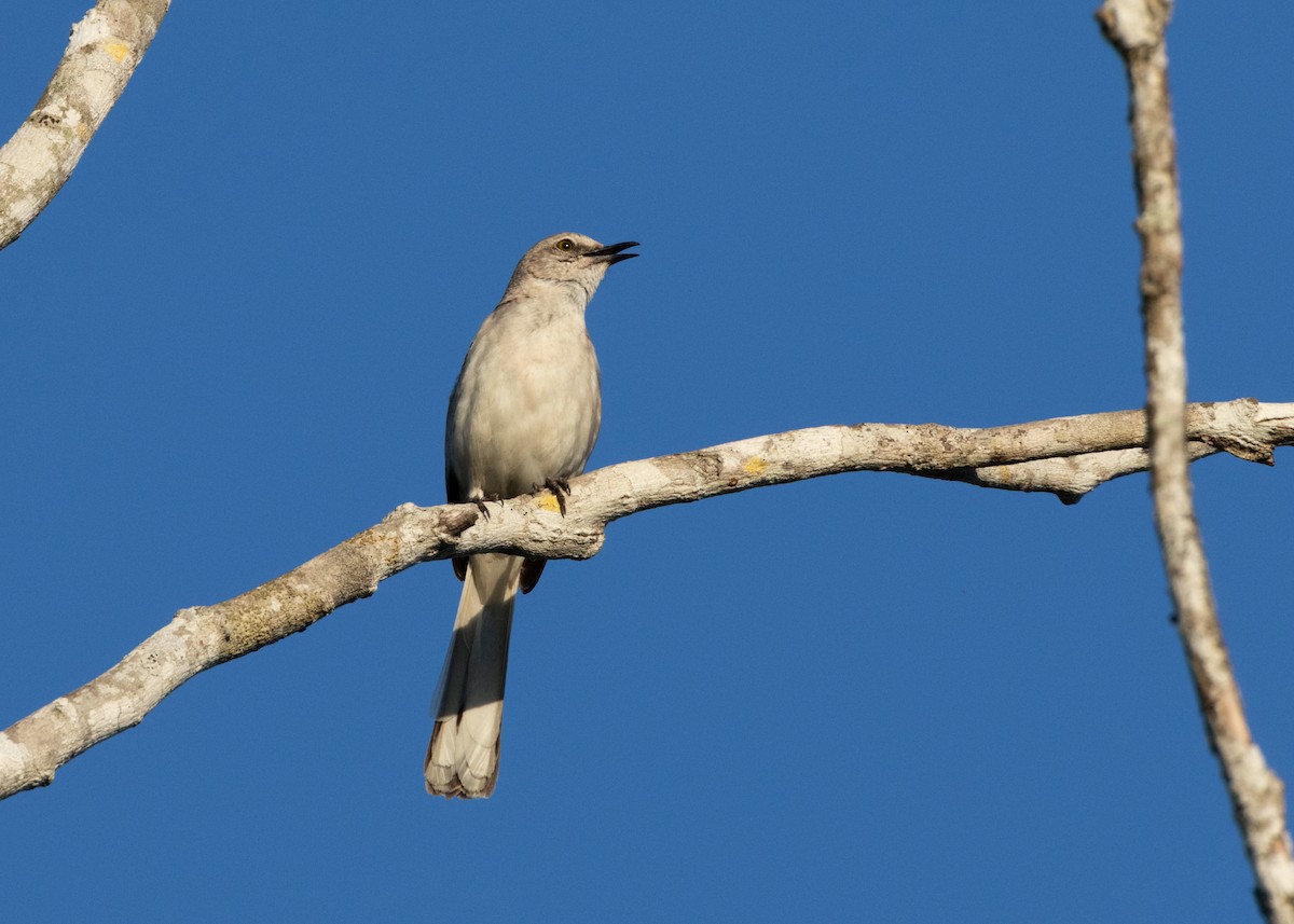 Northern Mockingbird - Silvia Faustino Linhares