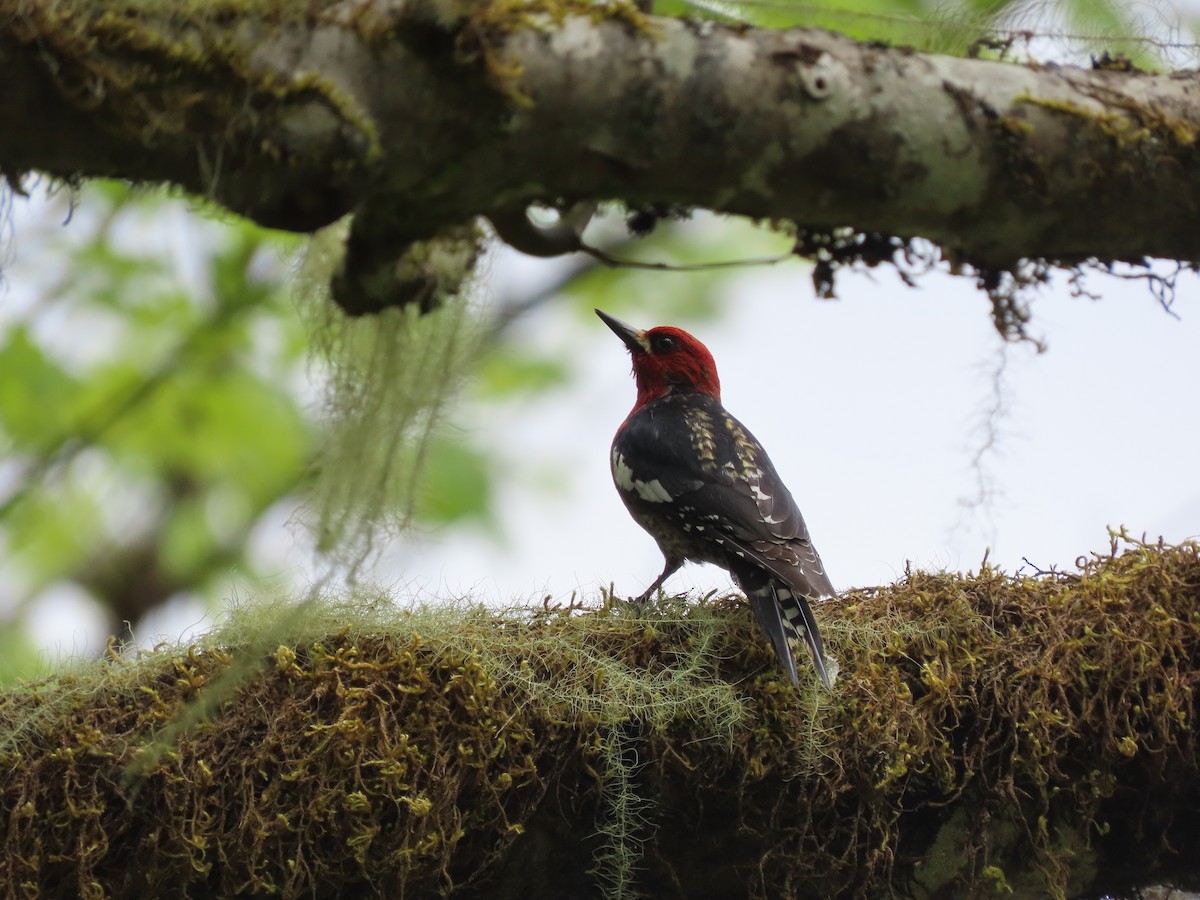 Red-breasted Sapsucker - Cordia Sammeth