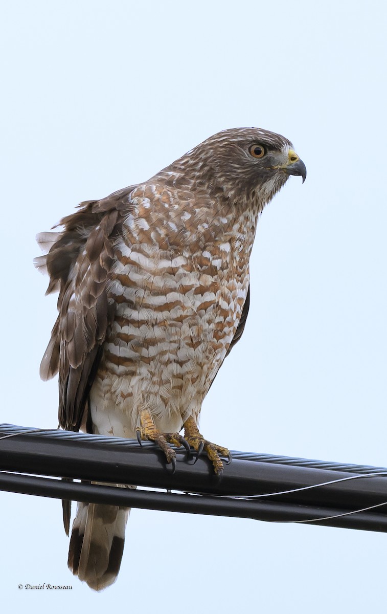 Broad-winged Hawk - Daniel Rousseau