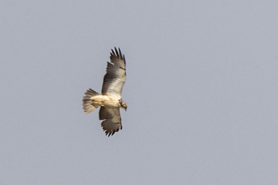 Swainson's Hawk - ML618464090