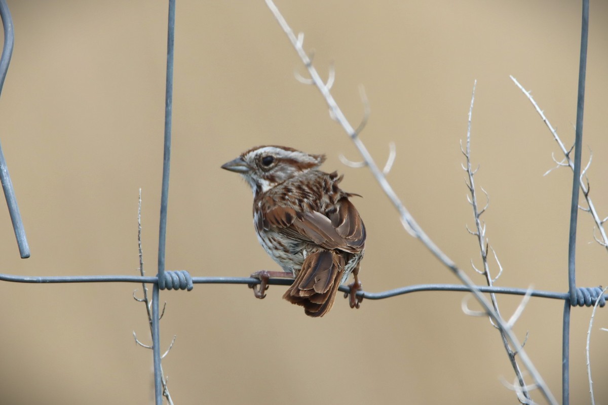 Song Sparrow - Wesley Long
