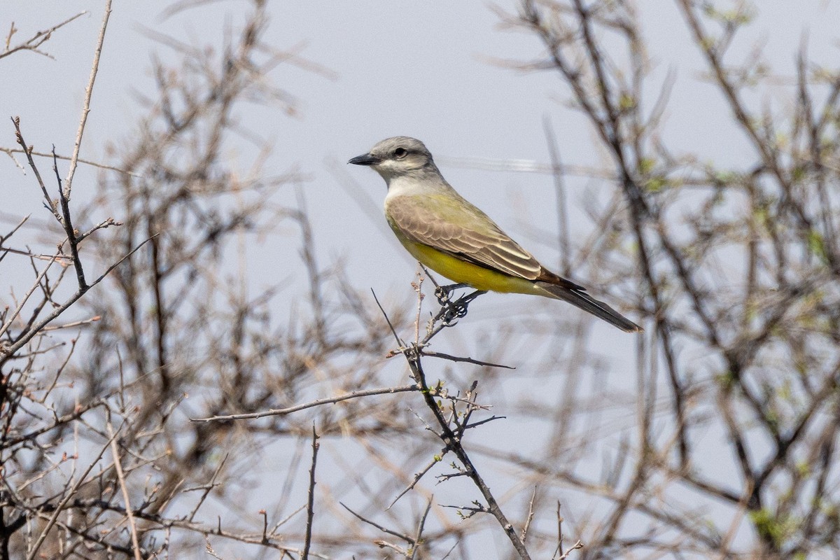 Western Kingbird - ML618464105