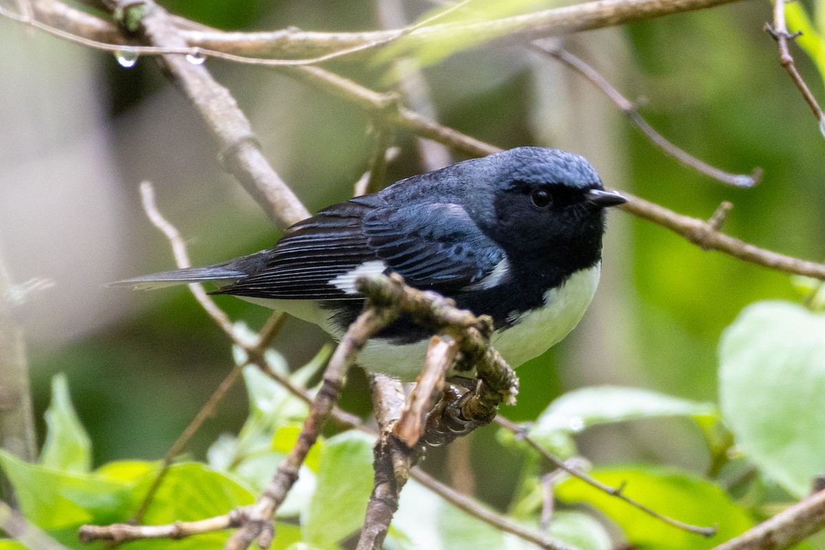 Black-throated Blue Warbler - Jason Elwart