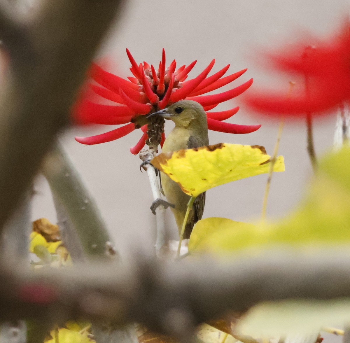 Hooded Oriole - ML618464125