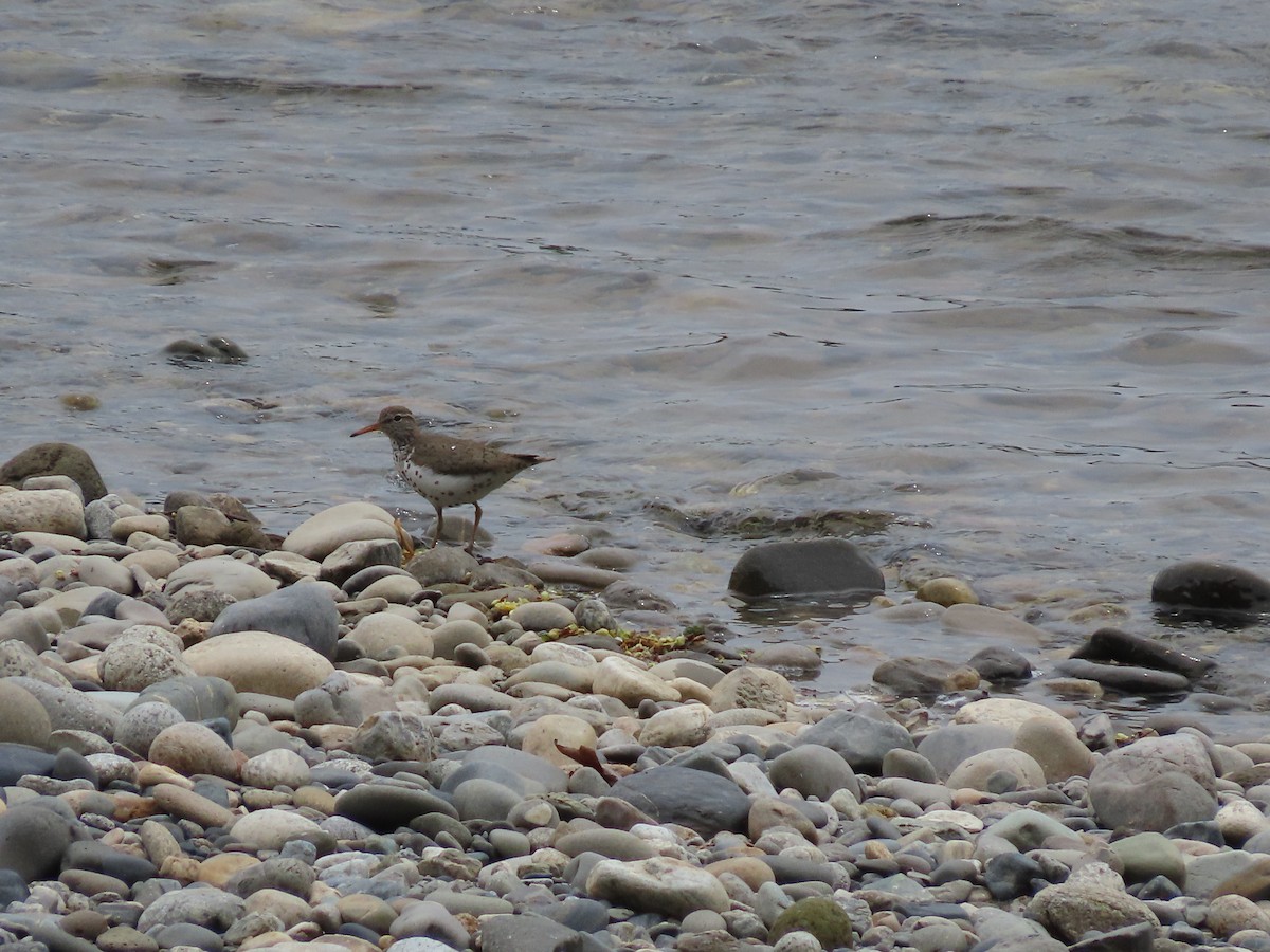 Spotted Sandpiper - Cordia Sammeth