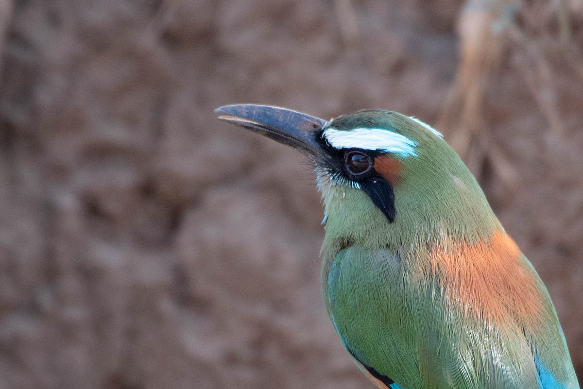 Turquoise-browed Motmot - Andrea Heine