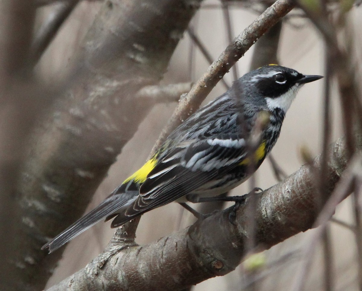 Yellow-rumped Warbler - ML618464162