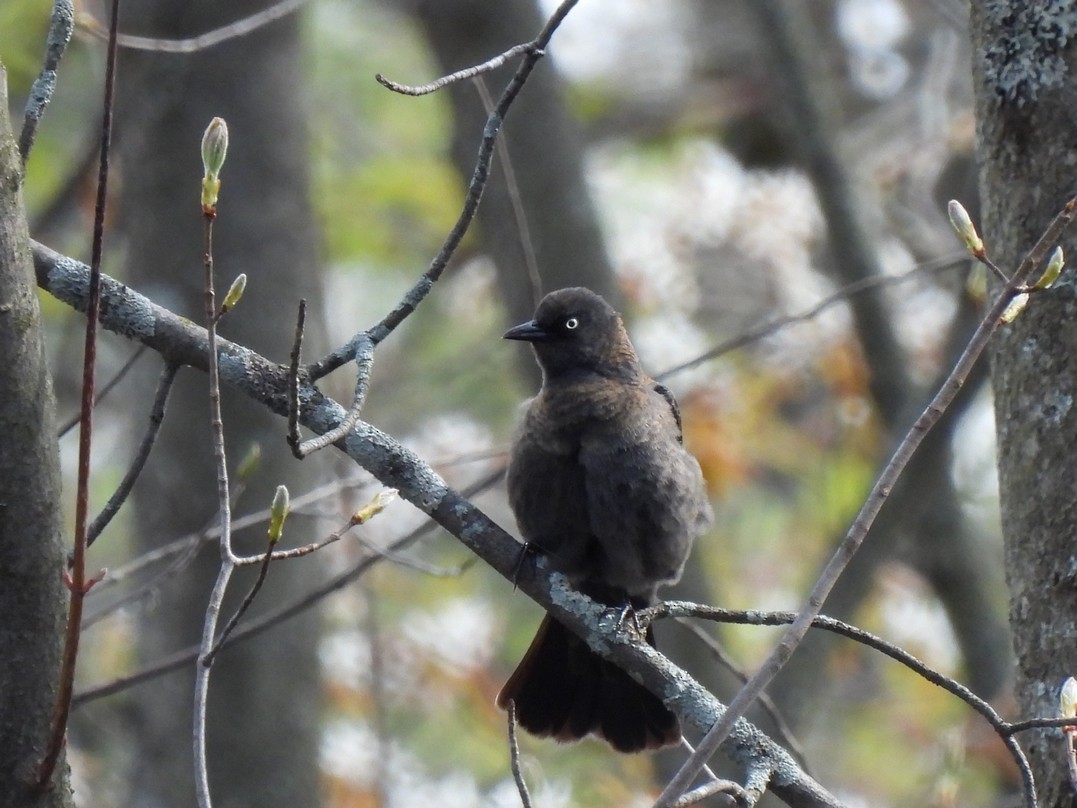 Rusty Blackbird - ML618464173