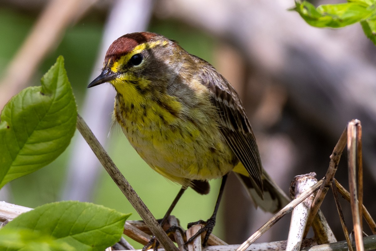 Palm Warbler - ML618464187