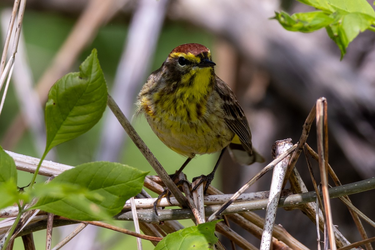 Palm Warbler - ML618464188