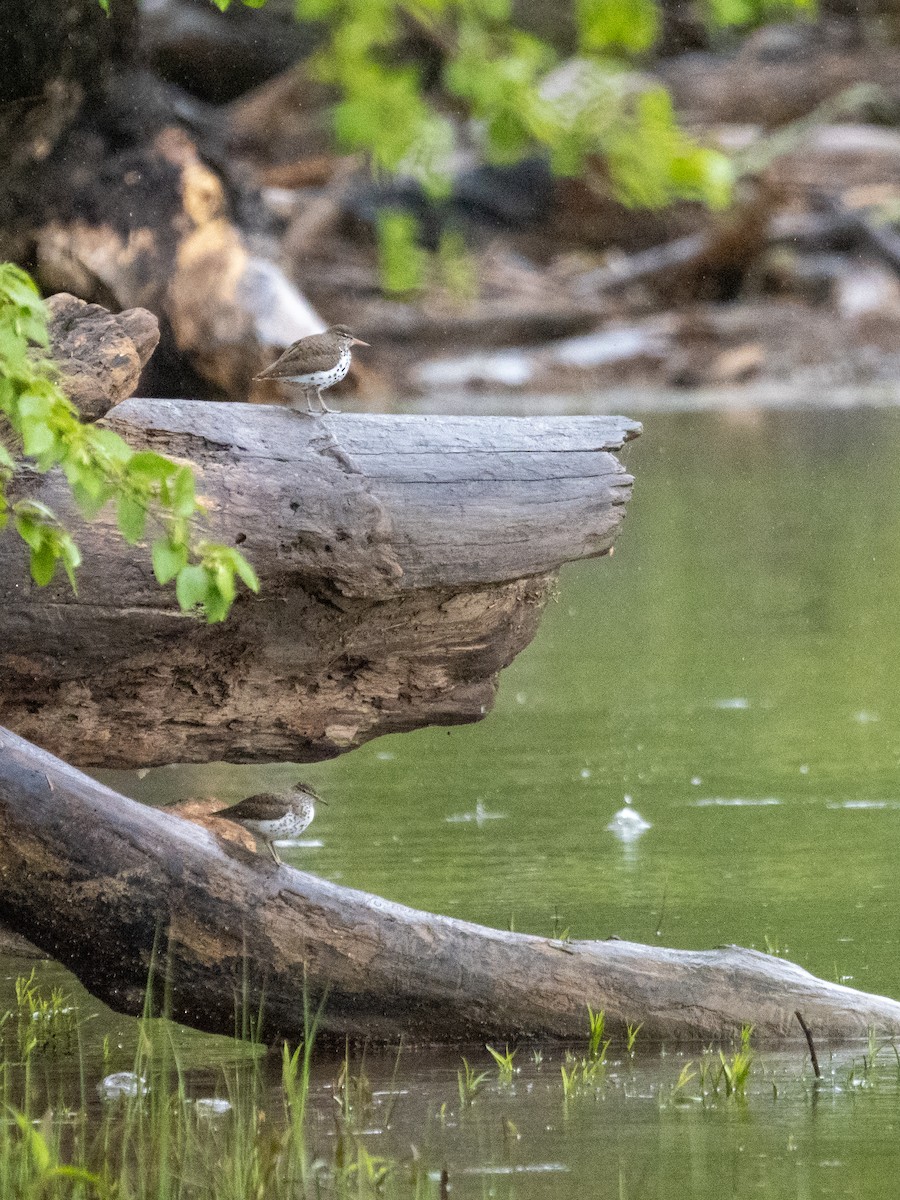 Spotted Sandpiper - Travis ONeil