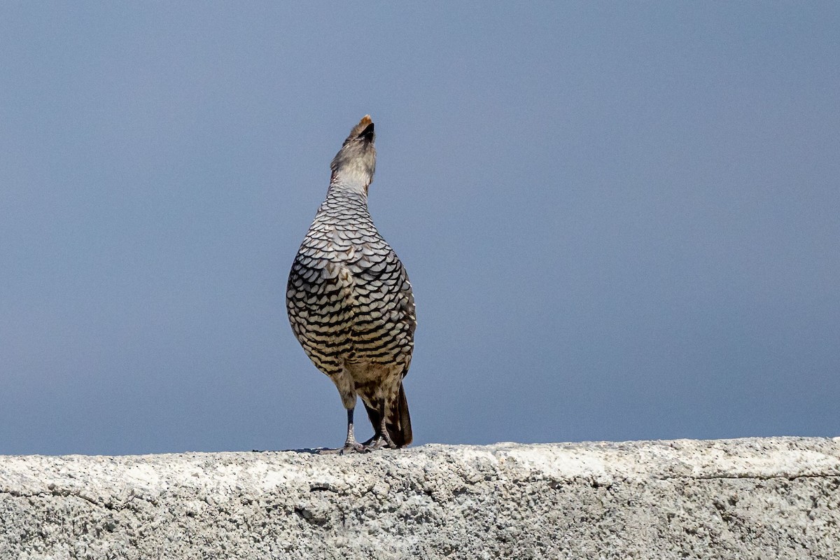 Scaled Quail - ML618464222