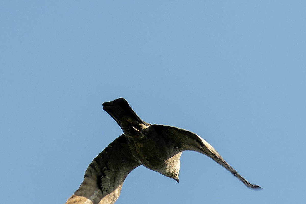 Mississippi Kite - ML618464246