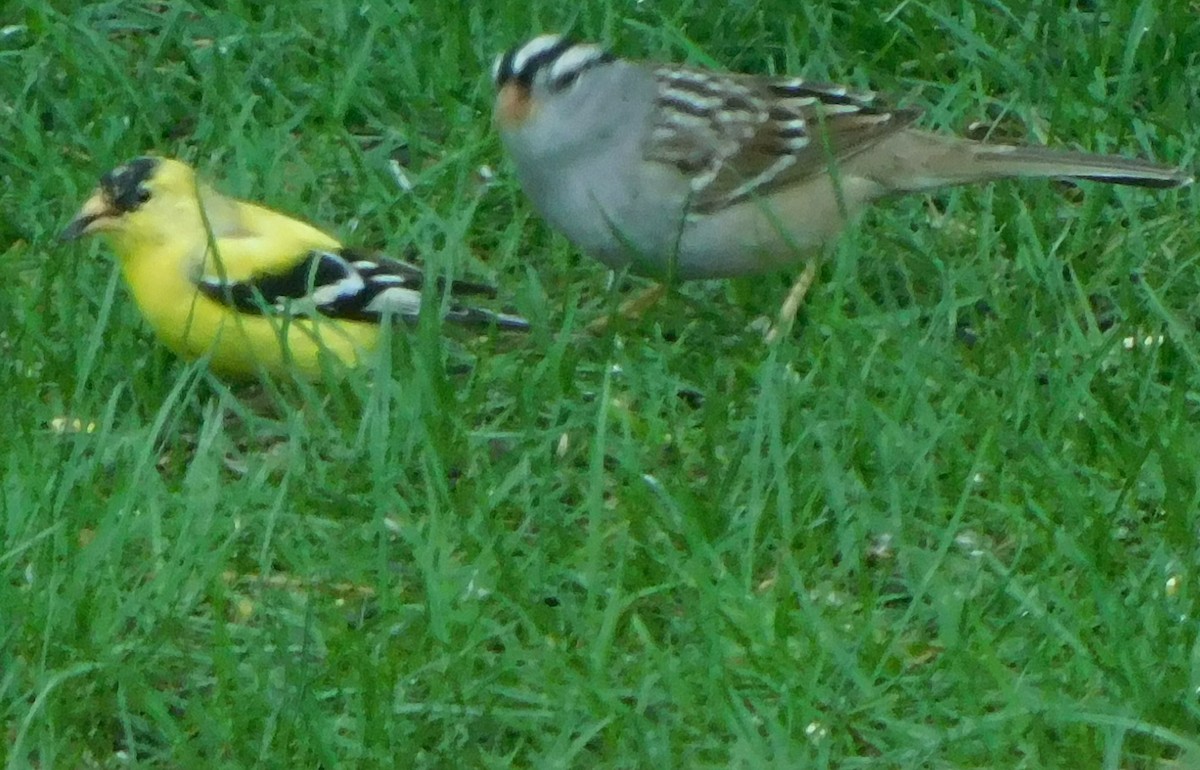 White-crowned Sparrow - ML618464247