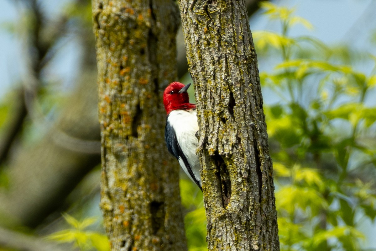 Red-headed Woodpecker - ML618464255