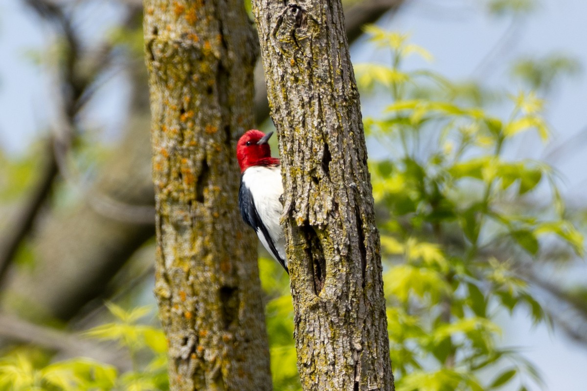 Red-headed Woodpecker - ML618464256