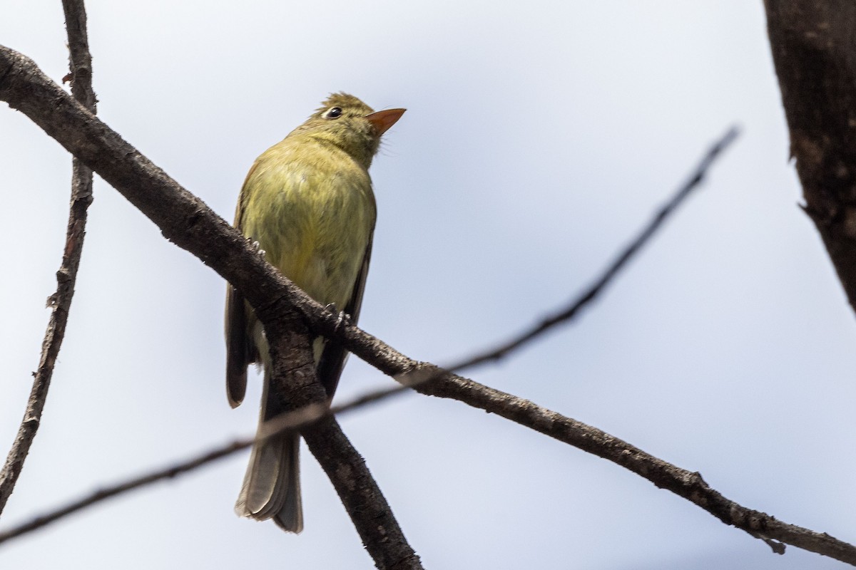 Western Flycatcher - Ken Chamberlain