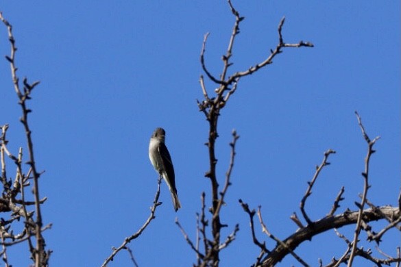 Olive-sided Flycatcher - ML618464301