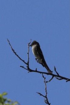 Olive-sided Flycatcher - ML618464302