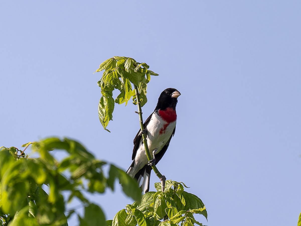 Rose-breasted Grosbeak - David French