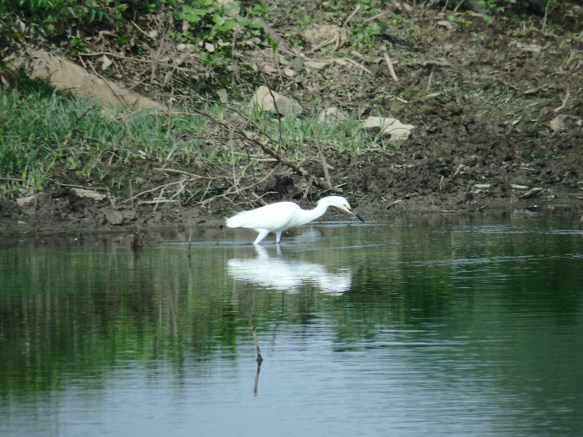 Snowy Egret - ML618464321