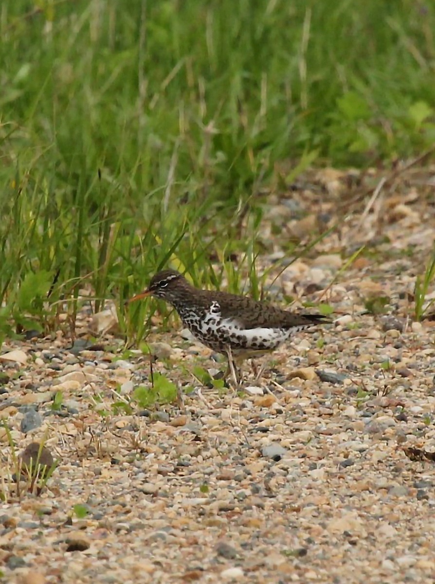 Spotted Sandpiper - ML618464331