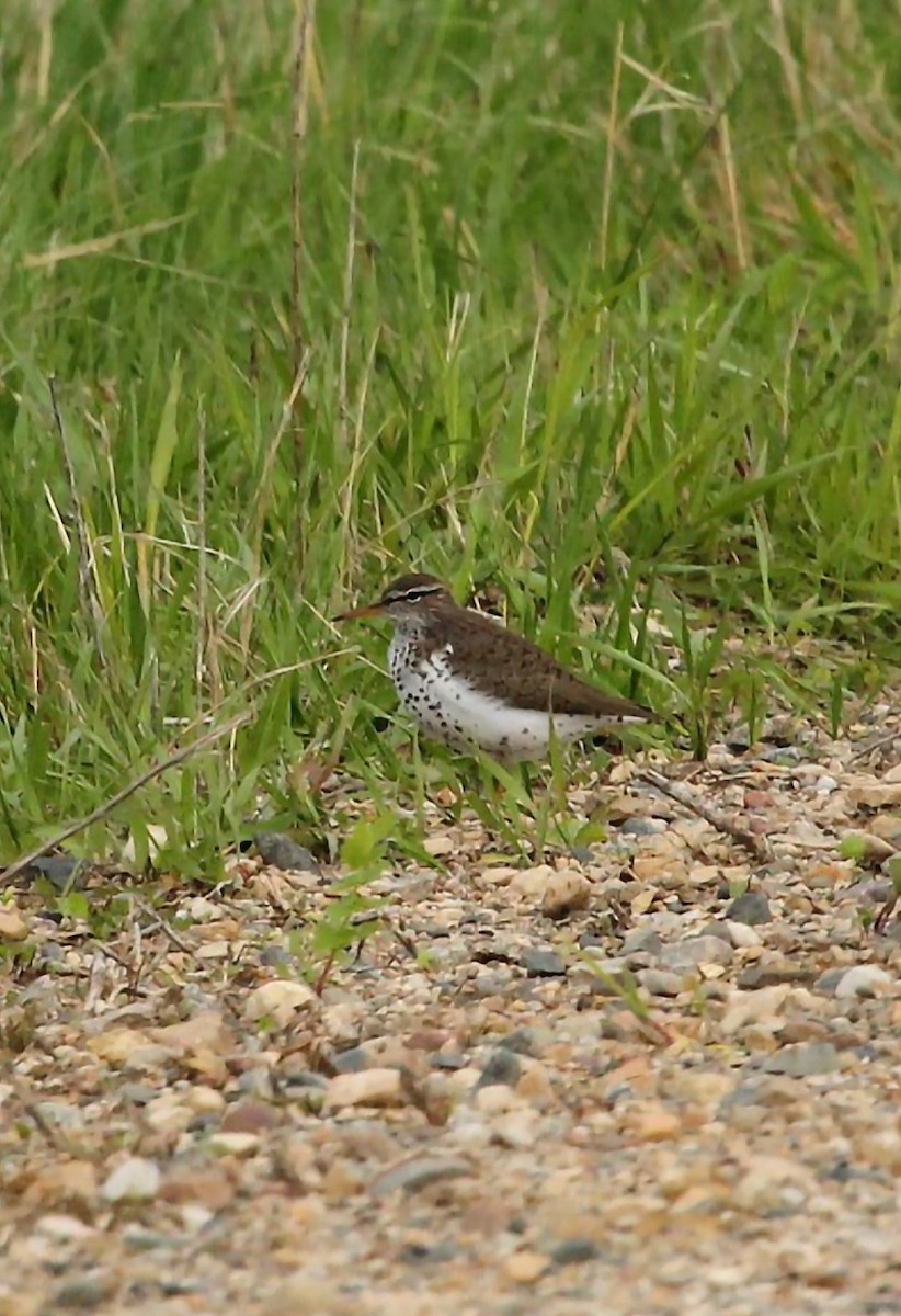 Spotted Sandpiper - ML618464332