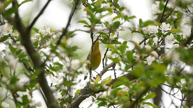 Nashville Warbler - ML618464336