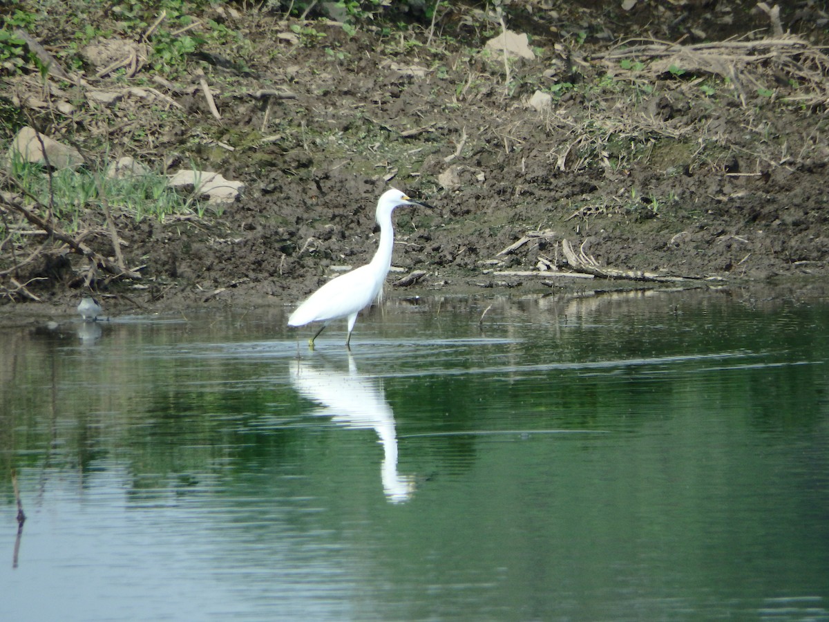 Snowy Egret - ML618464338