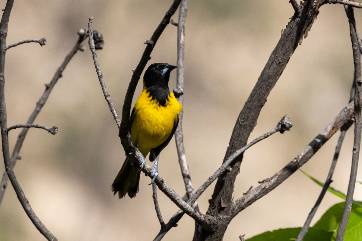 Audubon's Oriole - Ken Chamberlain