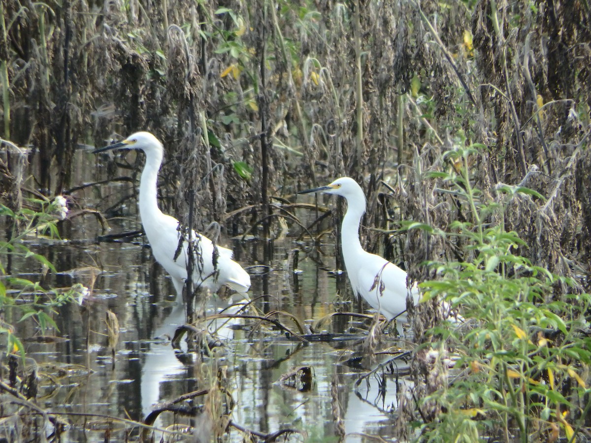 Snowy Egret - ML618464354