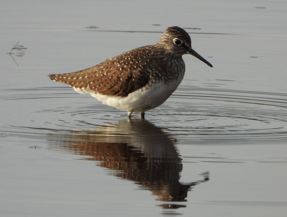 Solitary Sandpiper - ML618464355