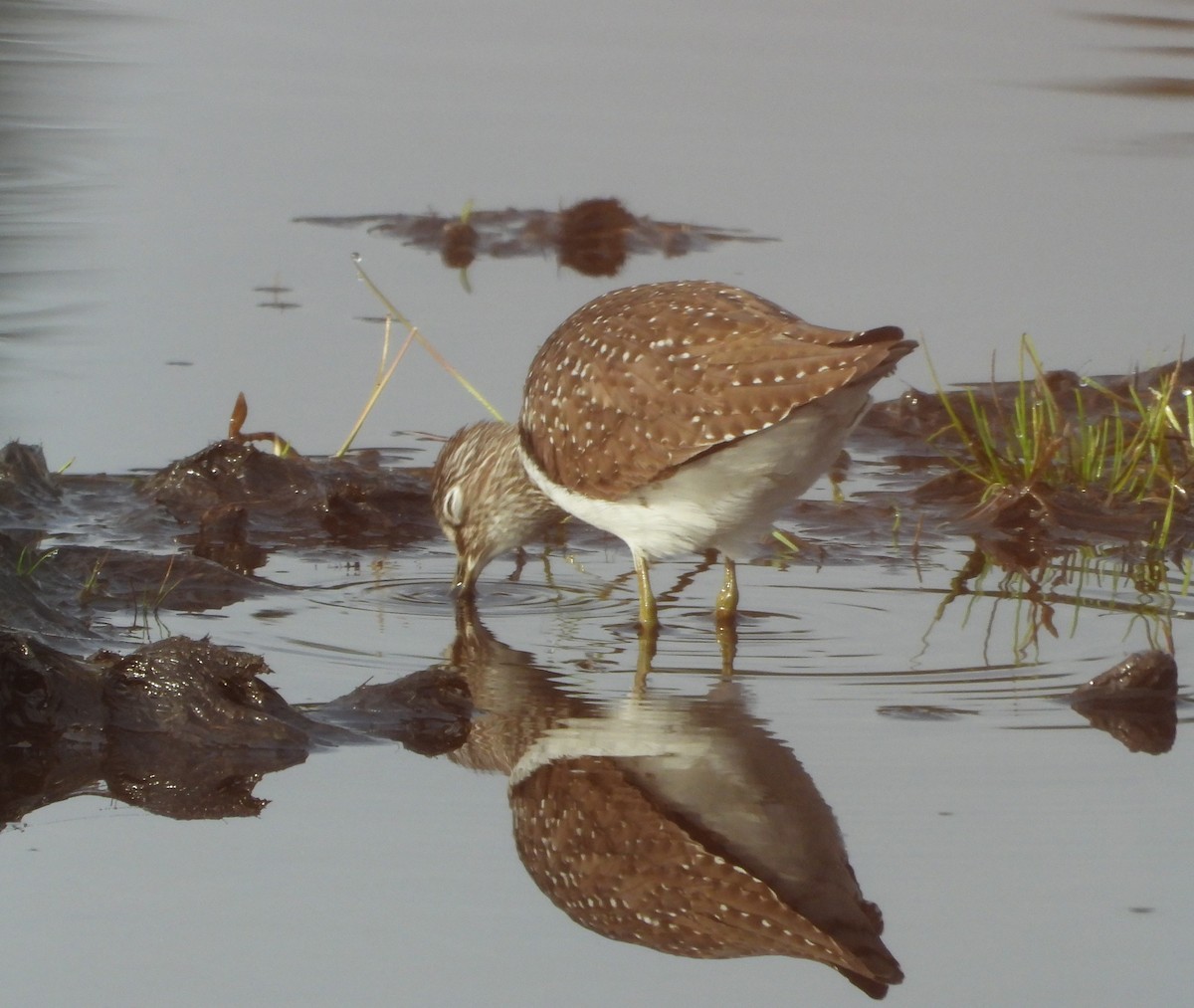 Solitary Sandpiper - ML618464356