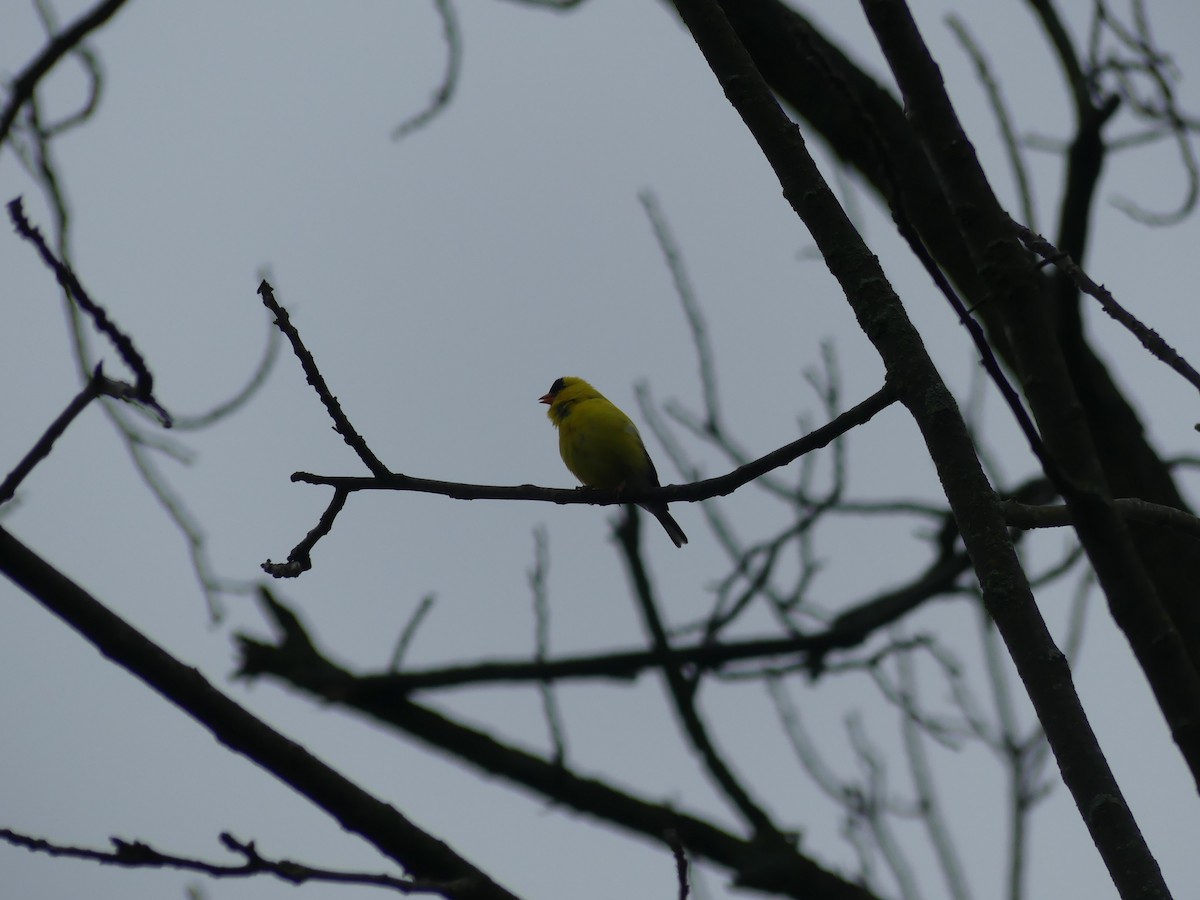 American Goldfinch - Konrad Temlitz