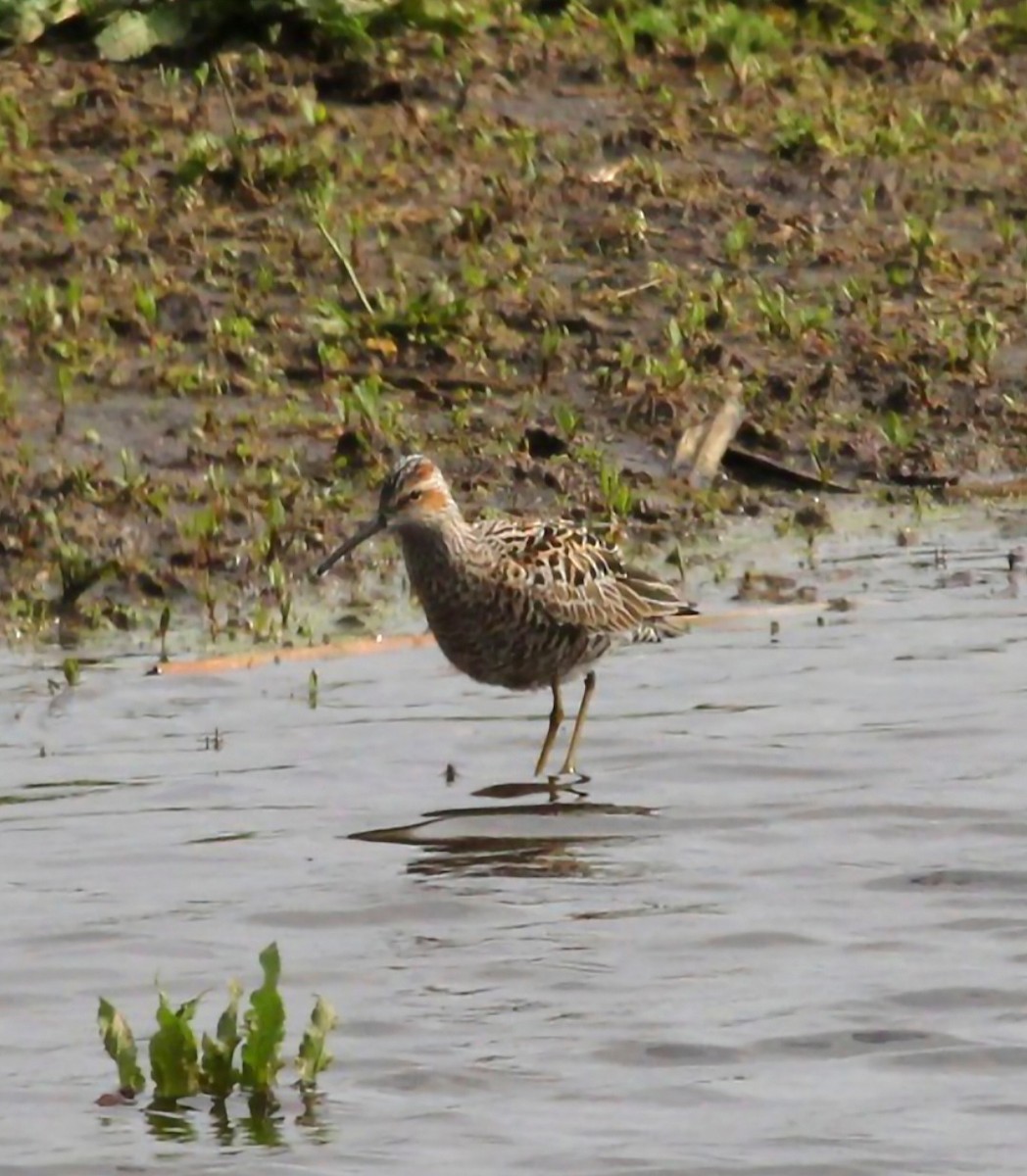 Stilt Sandpiper - Curt Fisher