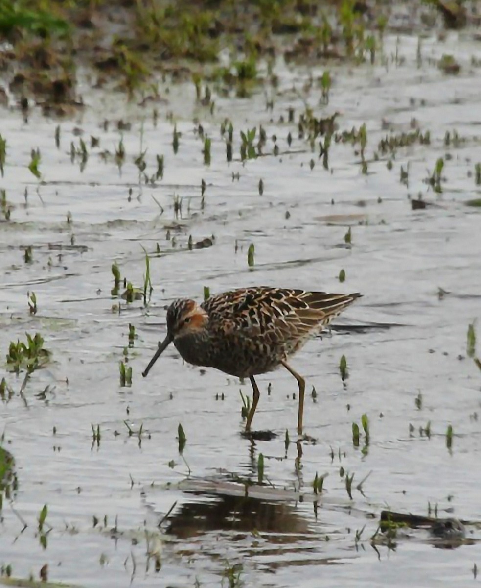 Stilt Sandpiper - ML618464372