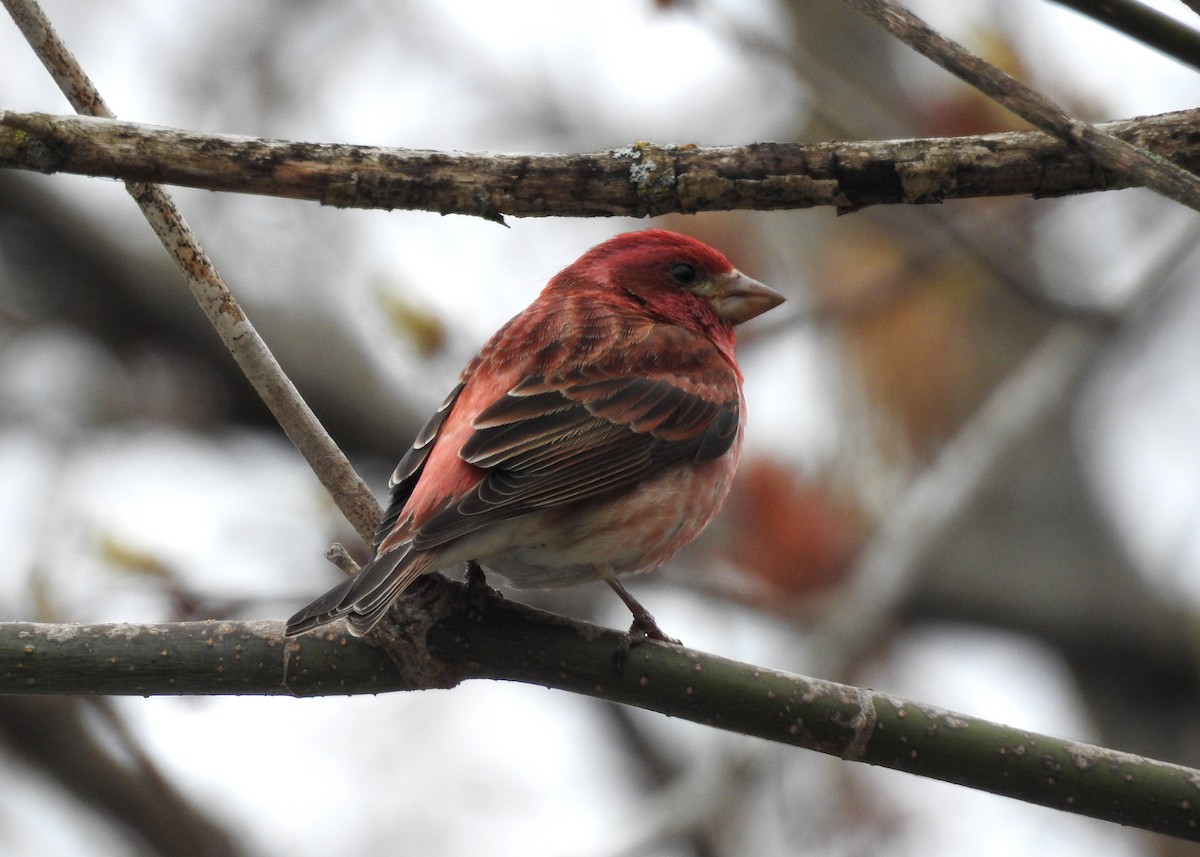 Purple Finch - ML618464382