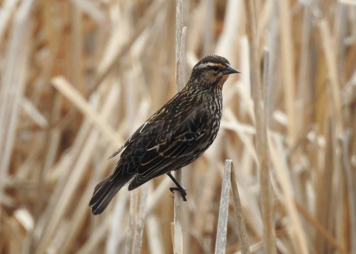 Red-winged Blackbird - ML618464409