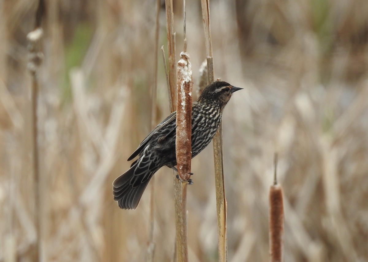 Red-winged Blackbird - ML618464412