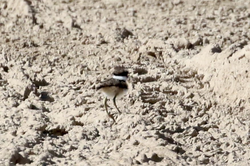 Killdeer - Carol Ortenzio