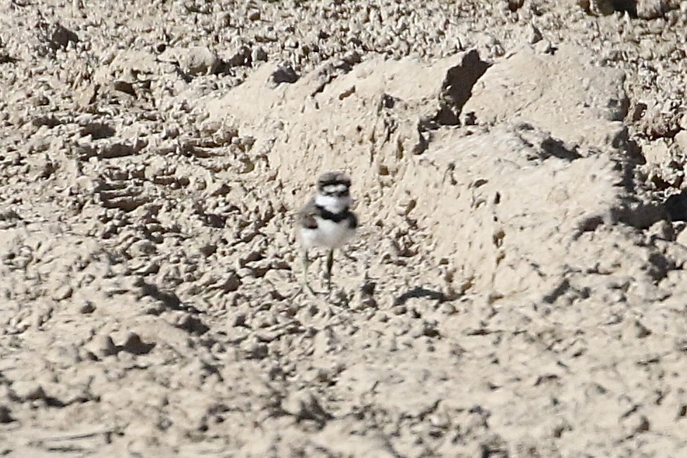 Killdeer - ML618464453