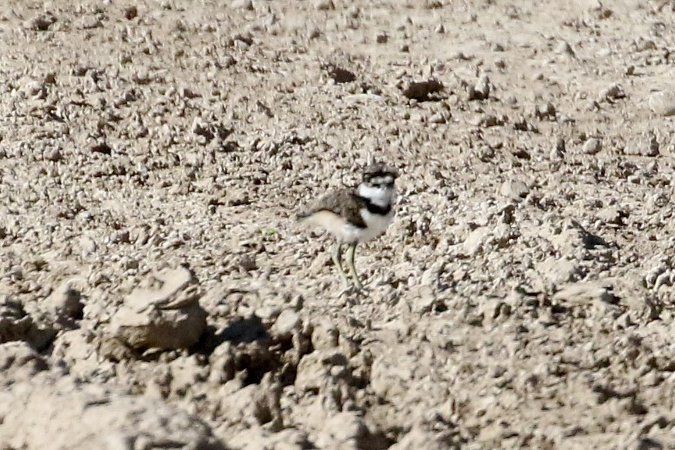 Killdeer - ML618464454