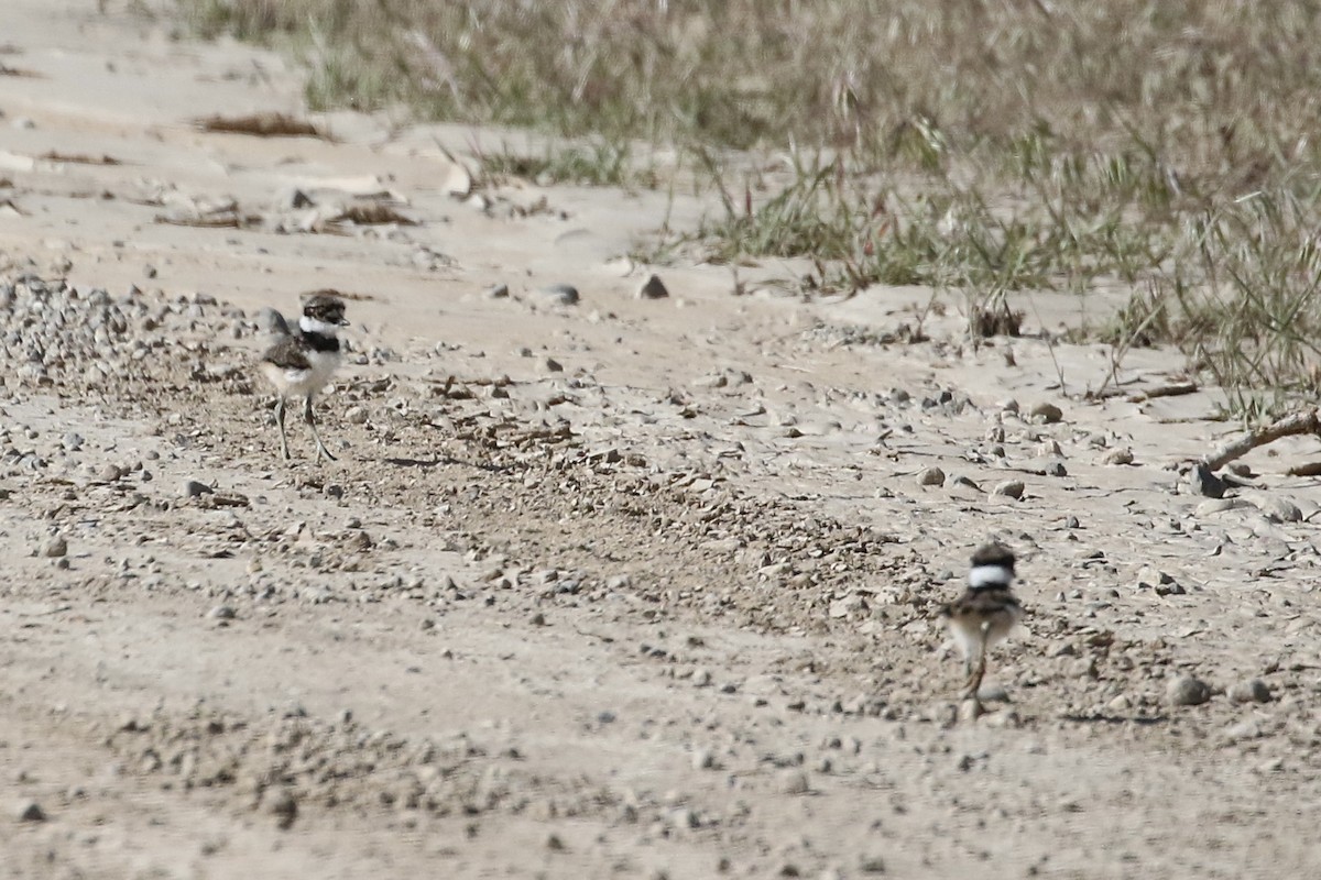 Killdeer - Carol Ortenzio